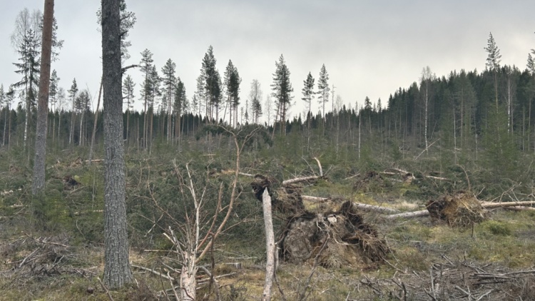Informationsträff i Högsgården om stormen Johannes