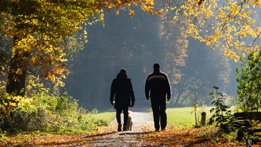 Efter stormen Johannes: Mellanskog lanserar Skogskompis