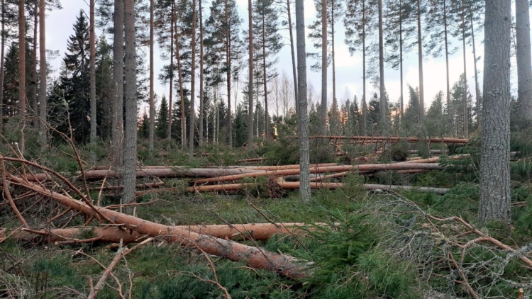 Informationsträff i Johannesgården Alfta om stormen Johannes