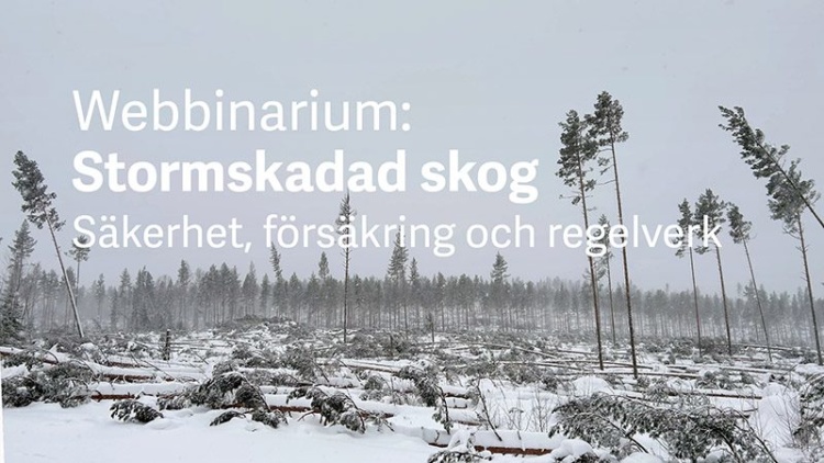 Stormskadad skog: Säkerhet, försäkring och regelverk