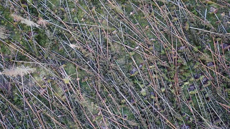 Digitalt informationsmöte om stormen Johannes, med Säker skog