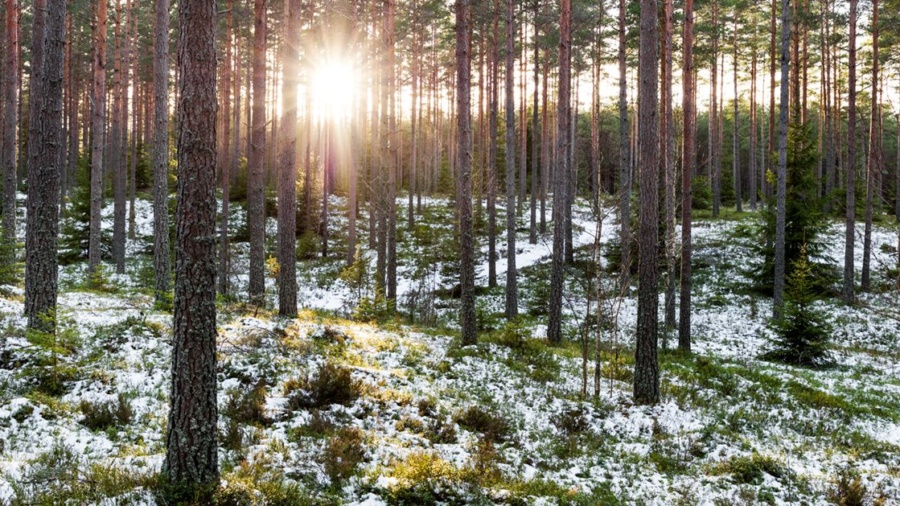 Resultat 2025 – Mellanskog stärker sin långsiktiga position