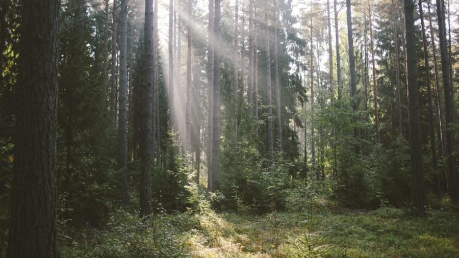 Förslag om ersättningsrätt för skogsägare – viktigt steg framåt