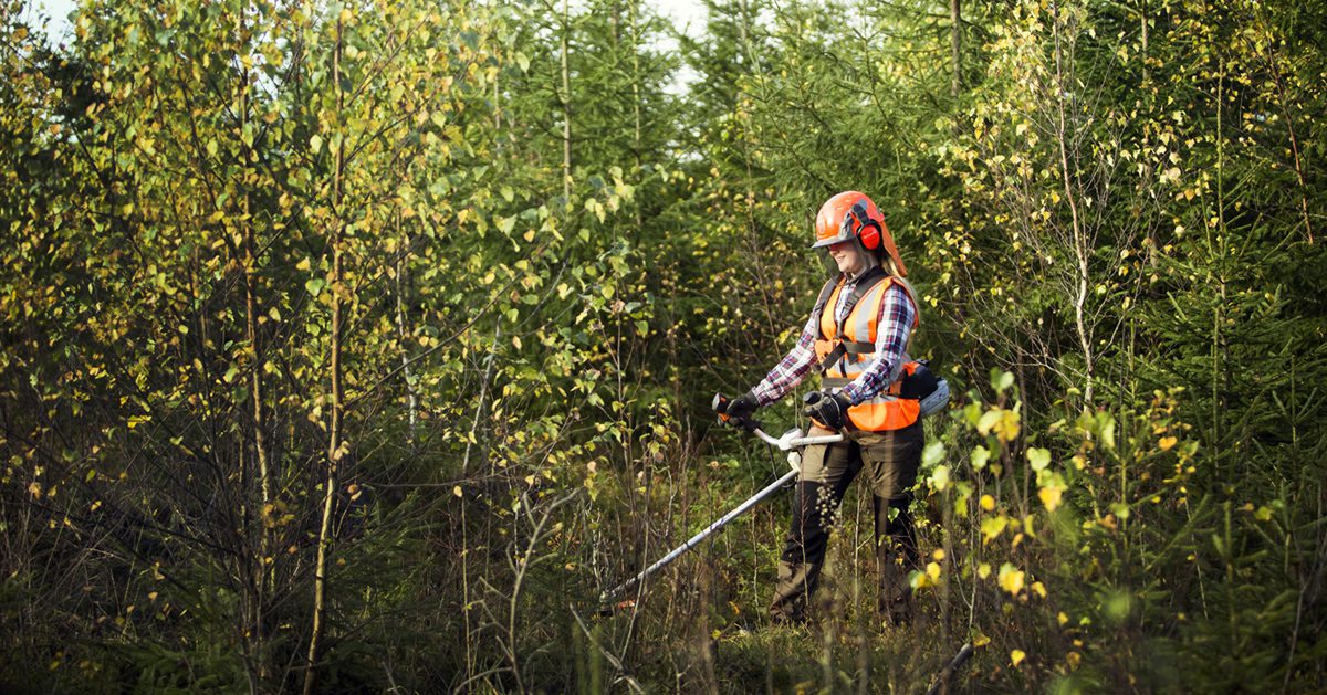 Kvinna röjer med röjsåg i skog.