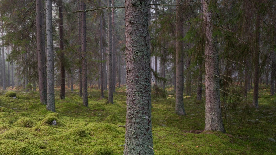 Ny dom blottlägger brister i ersättningen till skogsägare