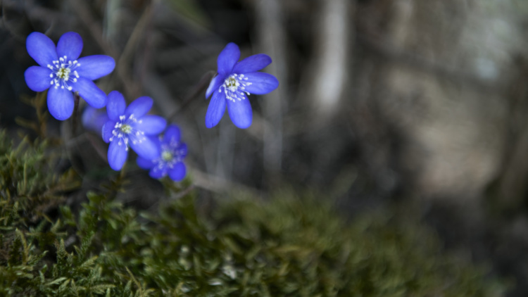Invigning nya Hedemora kontoret
