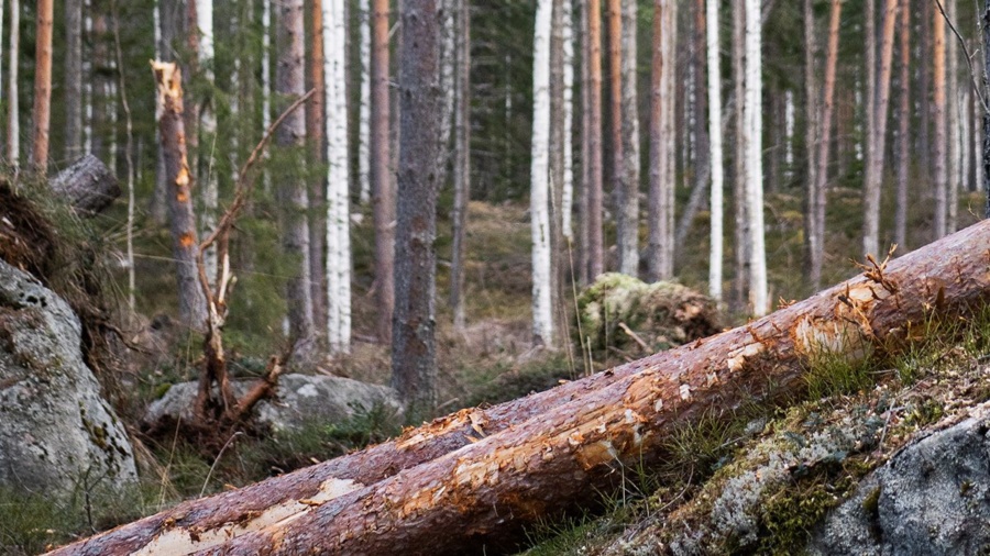 Mellanskog hanterar dispensansökningar åt stormdrabbade medlemmar
