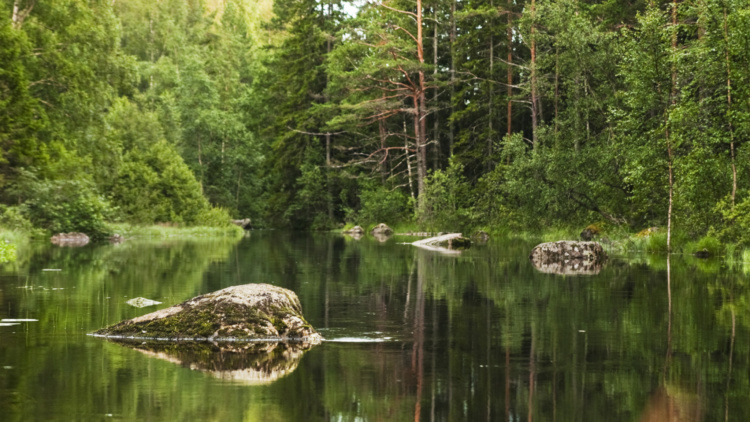 Artskydds­frågor i skogsbruket