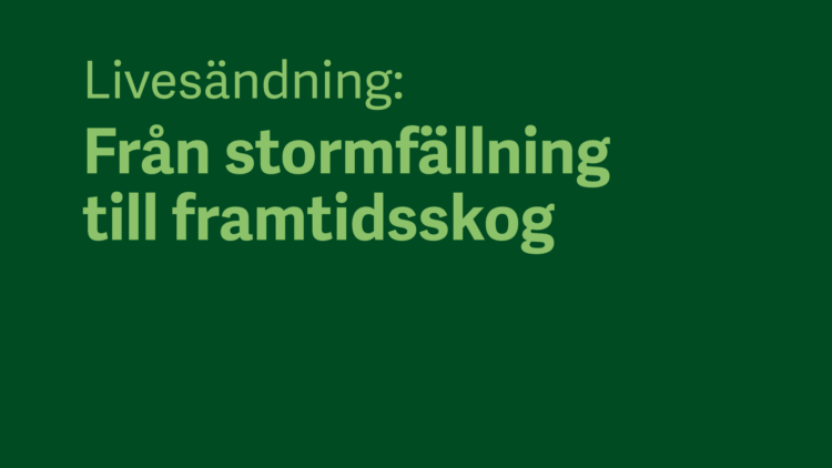 Från stormfällning till framtidsskog